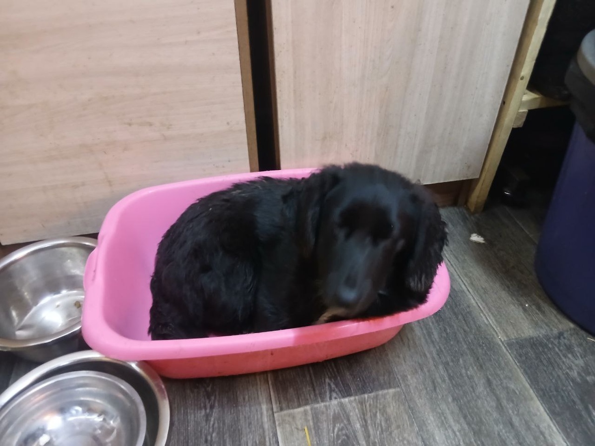 Кому-то удобно спать в тазике, главное уютно