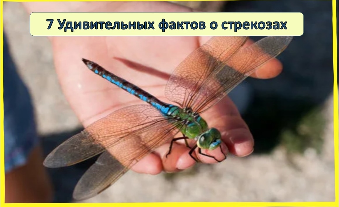 7 удивительных фактов о стрекозах: жизнь, суп из стрекозы и приметы