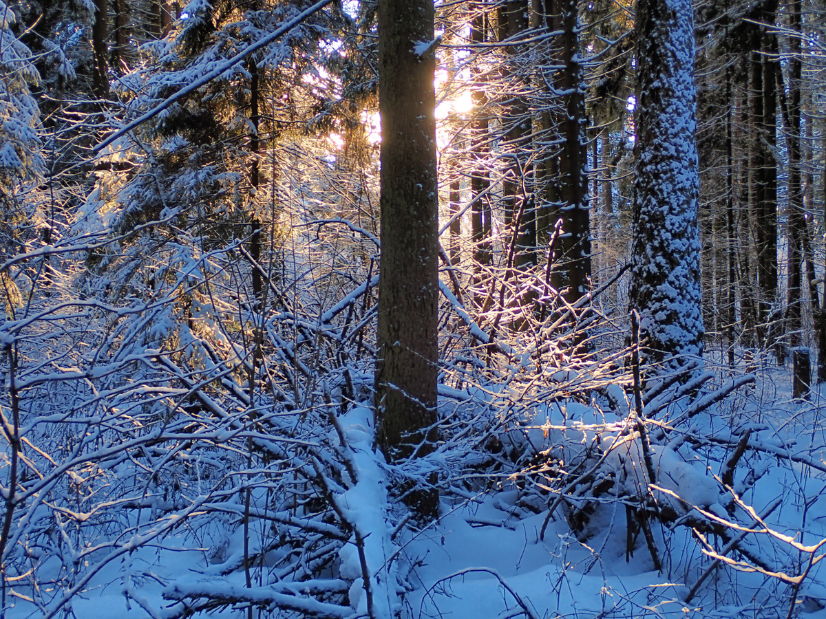 1. Сходненский лесопарк. 3 января 2025 г.