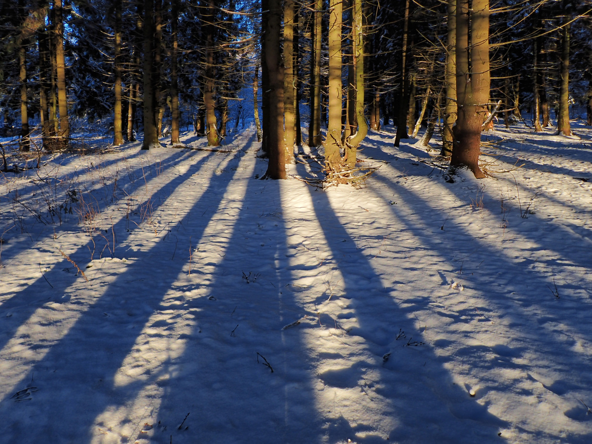 2. Сходненский лесопарк. 3 января 2025 г.