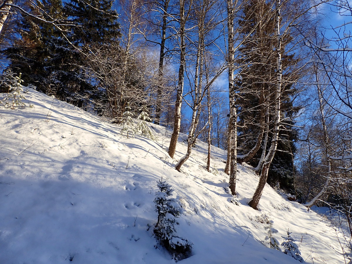 3. Сходненский лесопарк. 3 января 2025 г.