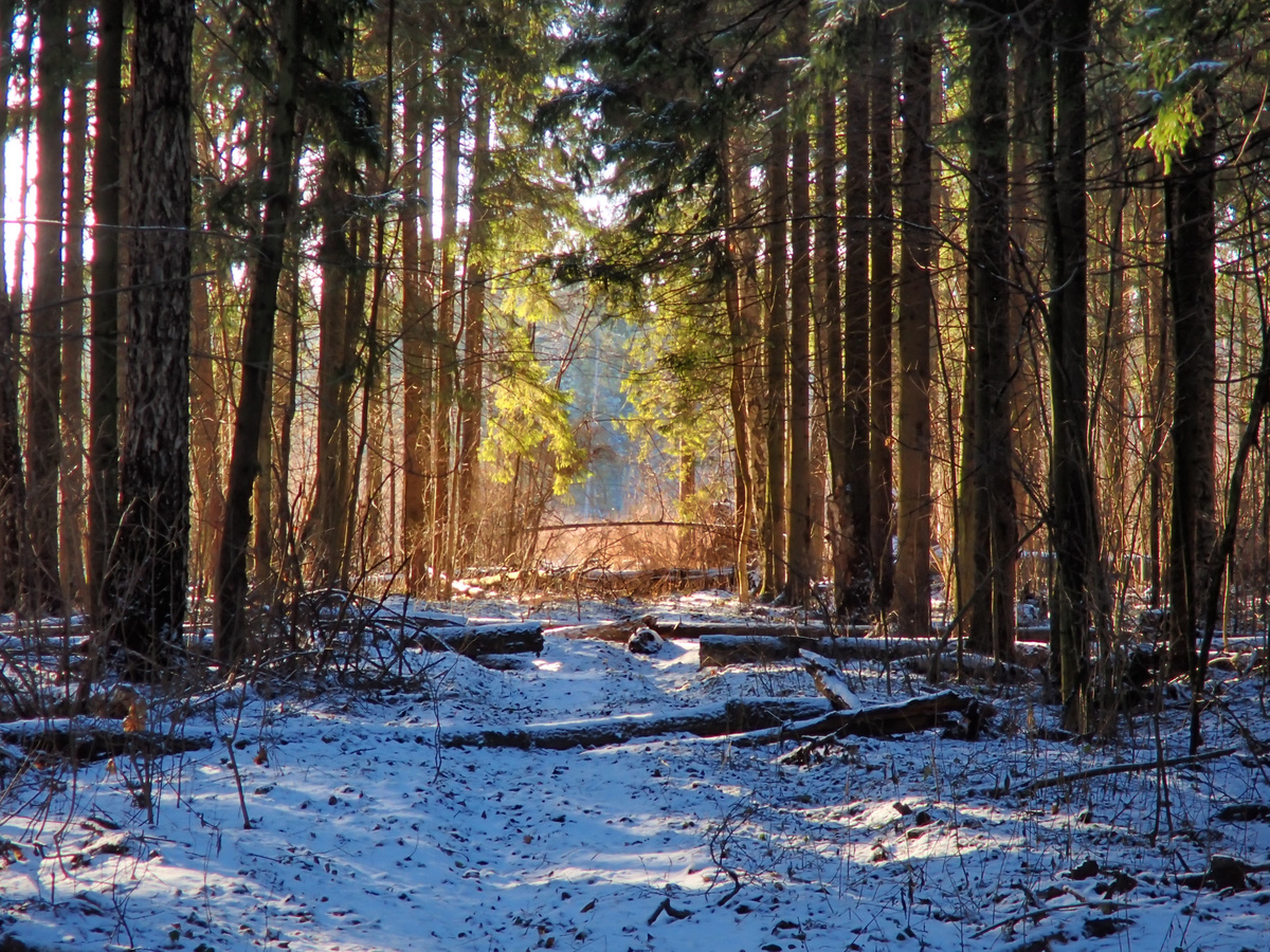 8. Окрестности Сходни. 4 февраля 2025 г.