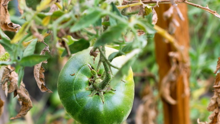 Результат "проверенного" рецепта