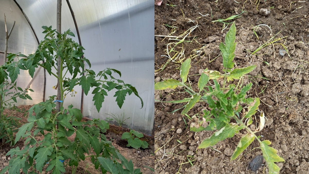 Результат эксперимента - слева здоровые, справа пострадавшие от передозировки