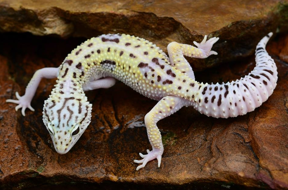 В меру упитанный хвостик в самом расцвете сил!