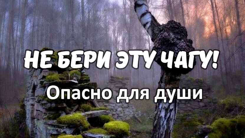 Не срывайте эту Чагу! Легенда о «Черной слезе» березы: почему местные старики обходили наросты у старых фундаментов?