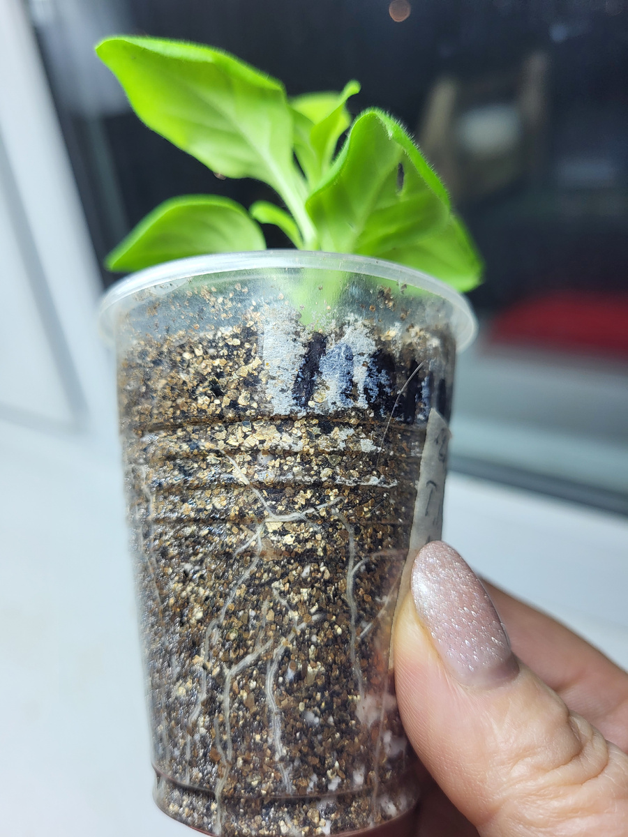 Черенок Т.В. Сильвер от 12 января. Фото от 1 февраля. 