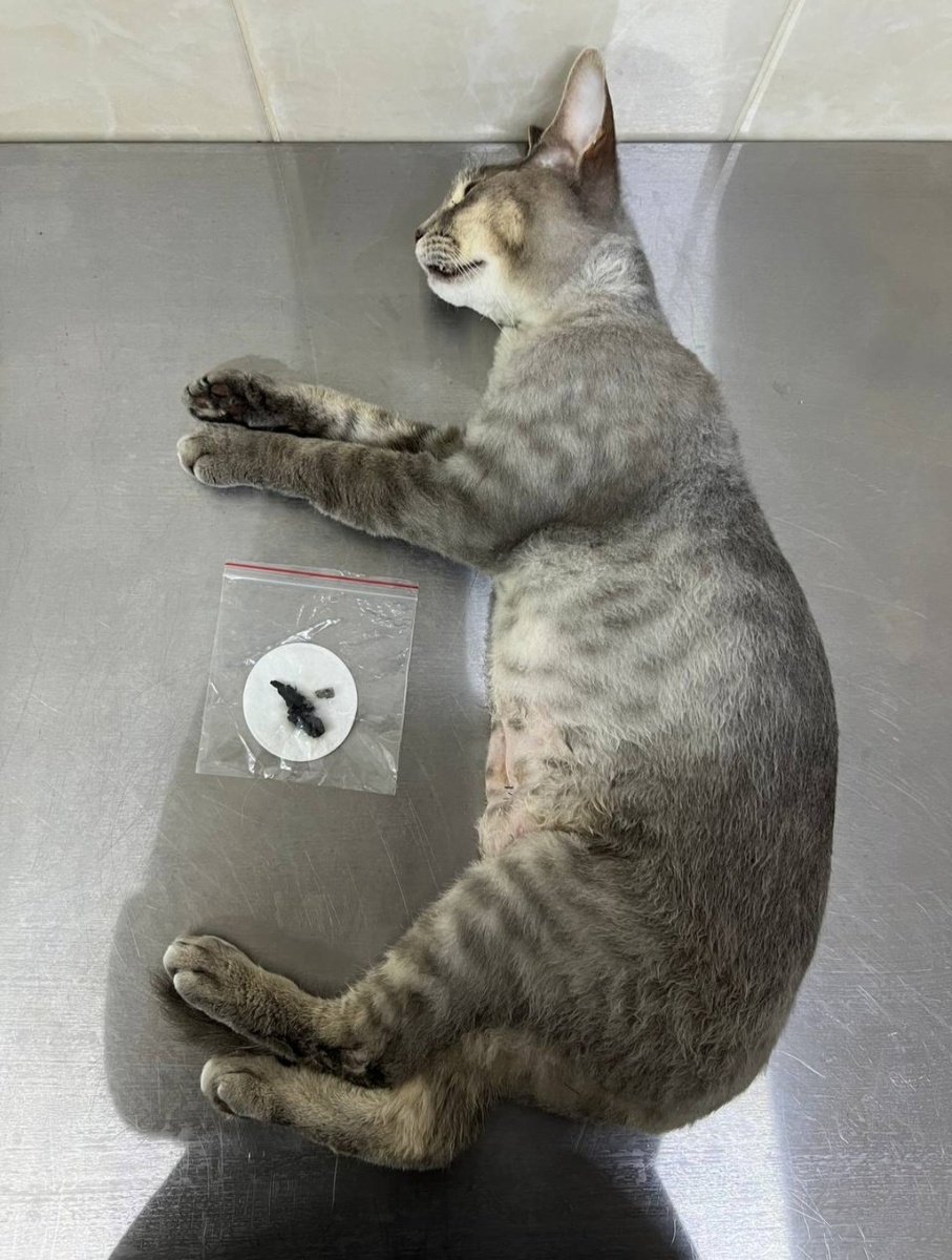 Локи в больнице