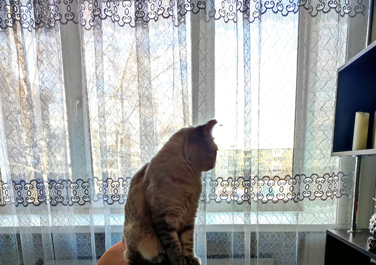 Я занимаюсь уборкой,а Соня смотрит в окно...😀