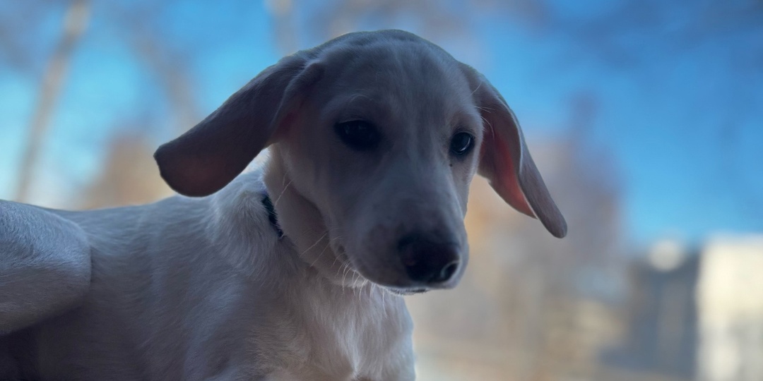 Атаманша: Маленький Командир в Поисках Своего Дома! 🏡🐶