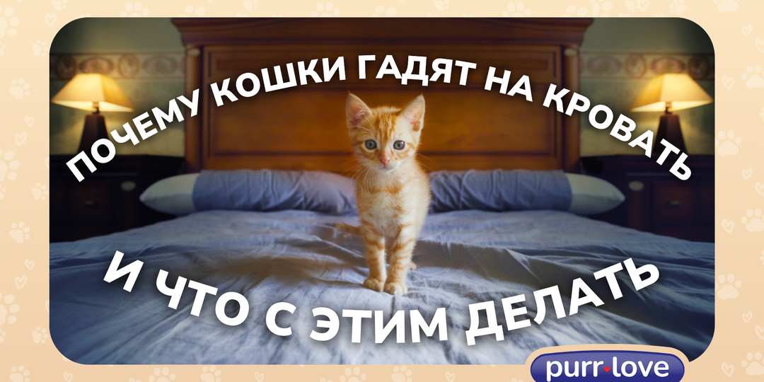 Почему кошки гадят на кровать и что с этим делать