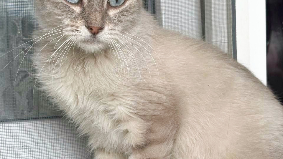 Тайская голубоглазая кошечка ищет дом! Москва, МО