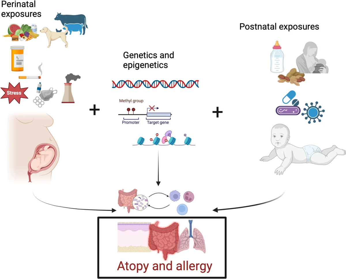 На развитие аллергических заболеваний влияет взаимодействие факторов окружающей среды и генетических факторов. Внутриутробное воздействие домашних и сельскохозяйственных животных, а также потребление питательных веществ матерью могут обеспечить защиту от аллергии. С другой стороны, стресс у матери и воздействие фармацевтических препаратов, сигаретного дыма и загрязняющих веществ могут способствовать развитию заболевания. Эти факторы взаимодействуют с генетическими и эпигенетическими факторами, которые, в свою очередь, влияют на созревание иммунной системы в ответ на воздействие окружающей среды после рождения, включая режим питания, инфекции и применение антибиотиков, а также воздействие аллергенов. В совокупности эти взаимодействия влияют на формирование микробиома и развитие иммунной системы. Эти сложные взаимодействия в раннем возрасте являются важными факторами риска развития аллергических заболеваний. 