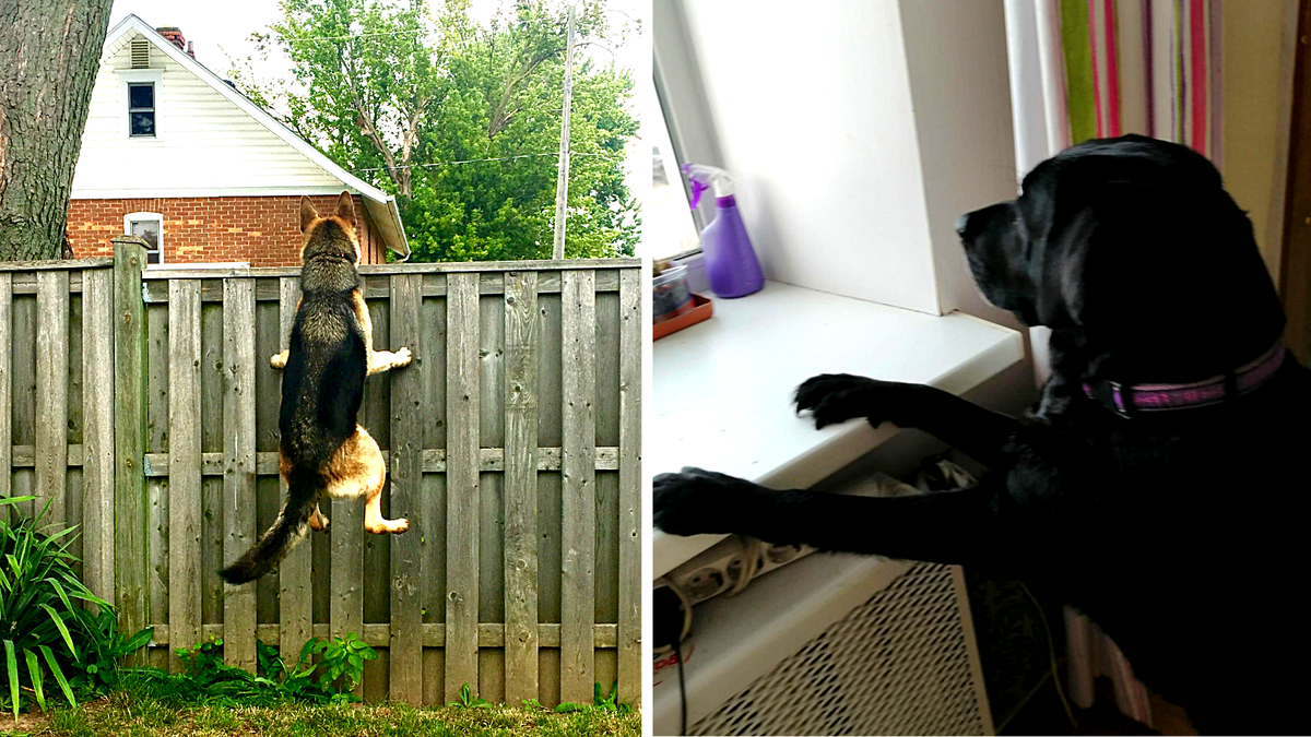 Слева: соседи завели щенка и мой пёс пытается рассмотреть его через забор. Справа: у соседей приехали внуки и кричат во дворе. ЕЩЕ фото --->>