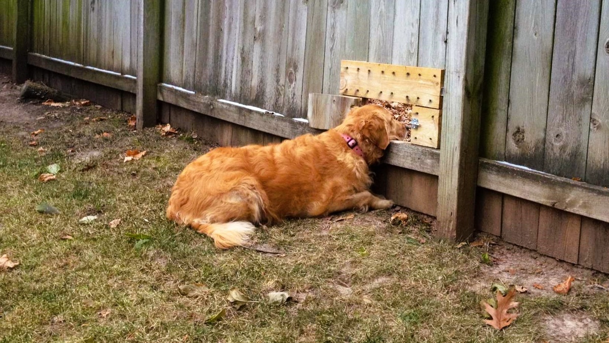 Этой мой пёс, наблюдающий за соседями в изготовленную им же дыру (мне лишь пришлось добавить к ней "наличники")