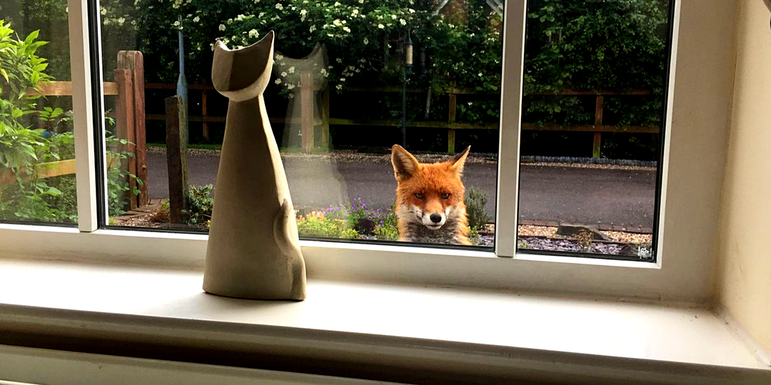 Деньги есть? А если найду: 15 животных спалились на слежке за людьми (что они хотели)