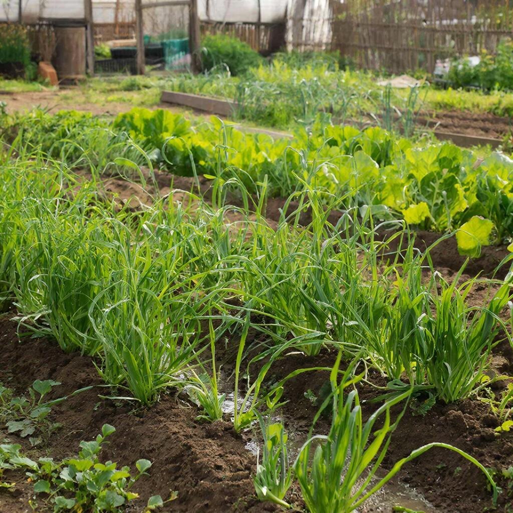 После баклажанов нужен не просто «сменщик», а восстановитель. Лучший выбор — бобовые: фасоль, горох, нут