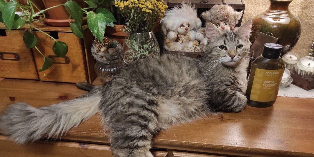 31.01.2026г. Мороз крепчает, шампуни для всей семьи и привет от Горынычей