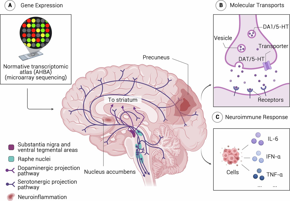 Теоретическая схема модели нейрогенетической дисрегуляции для концептуализации психопатологической прокрастинации как «расстройства мозга».
