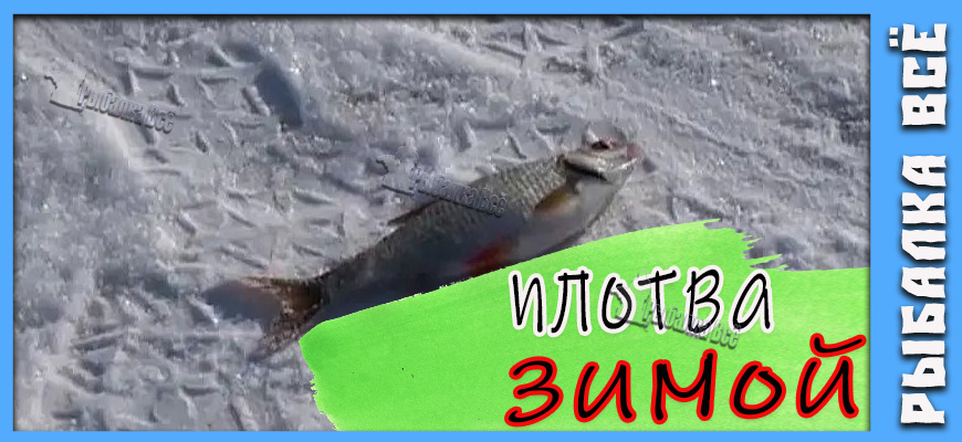 Ловля плотвы в феврале в стоячей воде: Искусство уговорить пассивную рыбу