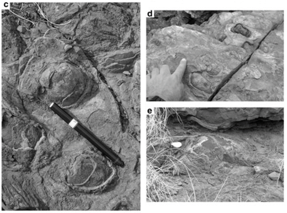 Рис.2. Так выглядят древнейшие строматолиты — наслоения бактериальных матов, в которых органические слои (сами маты) чередуются с неорганическими (осадками).
На этих фотографиях строматолиты возрастом 3,48 млрд лет из формации Дрессер в Западной Австралии. Постройки имеют остро-коническую форму (слева) или форму пологого колокола или купола (справа). Фотографии из статьи M. J. Van Kranendonk et al., 2011. Morphology as an Indictor of Biogenicity for 3.5–3.2 Ga Fossil Stromatolites from the Pilbara Craton, Western Australia
