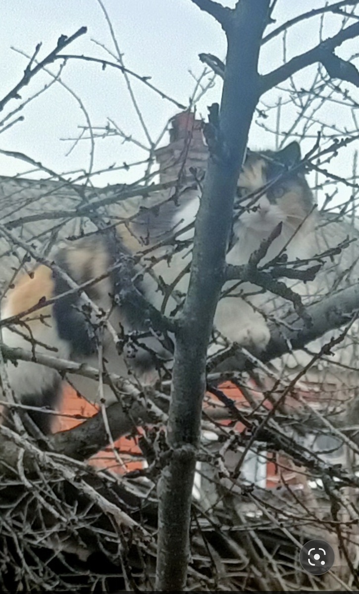 Матвеевна возомнила себя белкой и затерялась в ветках 