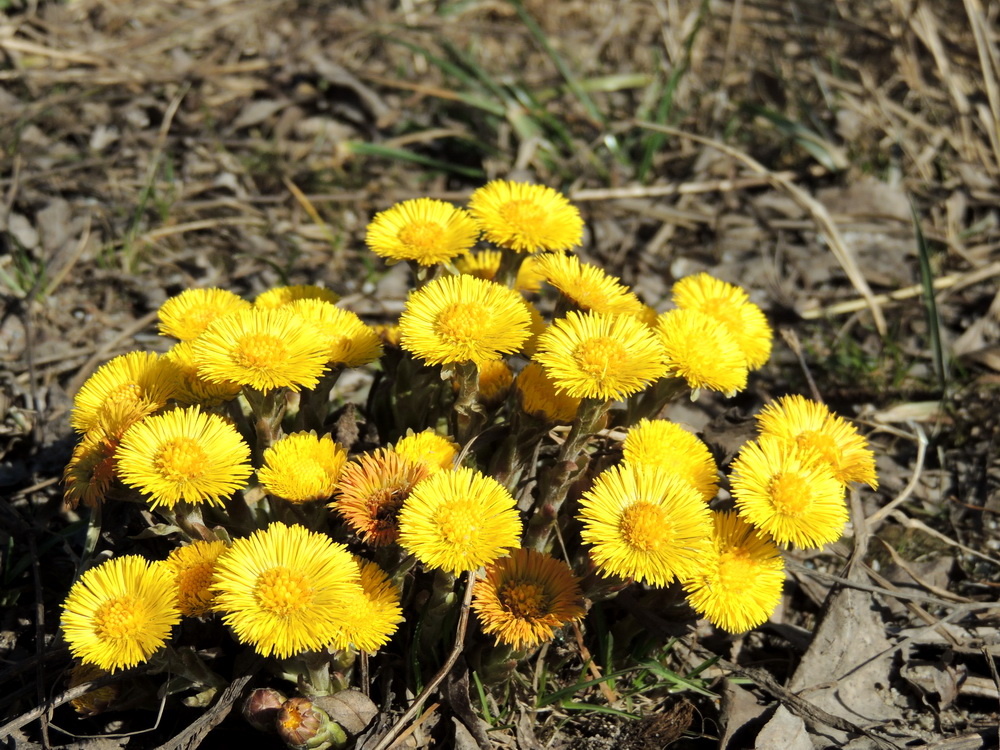 Мать и мачеха