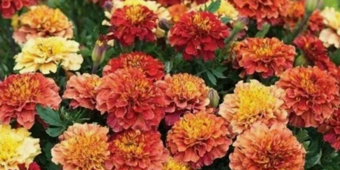 Только эти бархатцы посажу в 2026 году. Неприхотливые цветы, цветущие все лето. Самые красивые сорта бархатцев для сада