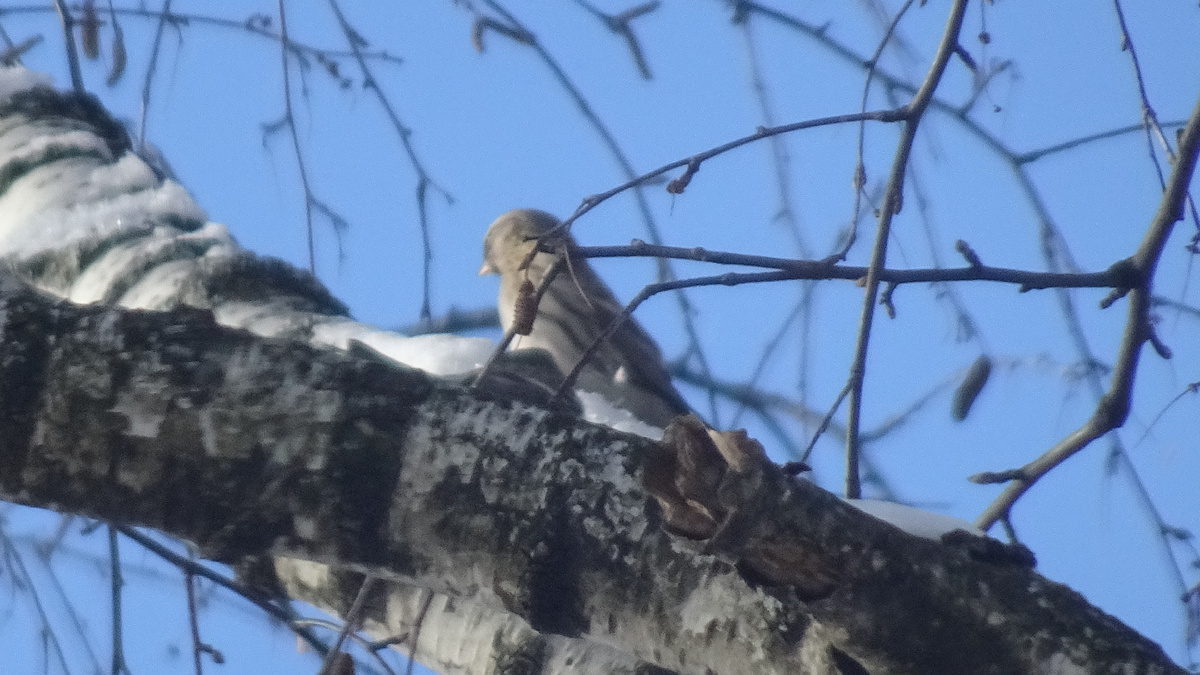 Чечётка на берёзке