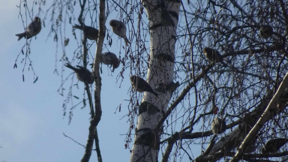 Стайка чечёток