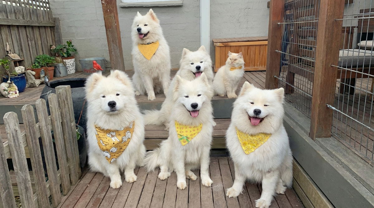 Кот выросший среди самоедов