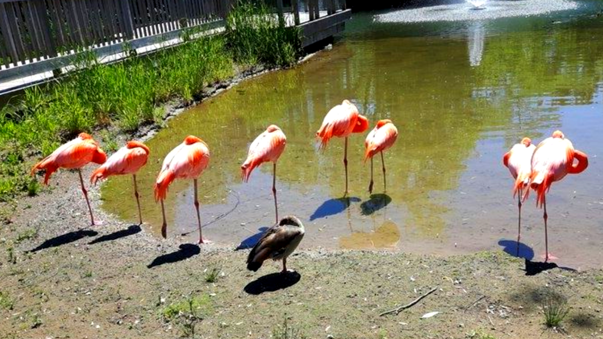 Ничто не выдавало Штирлица... кроме коротких лапок и унылого цвета