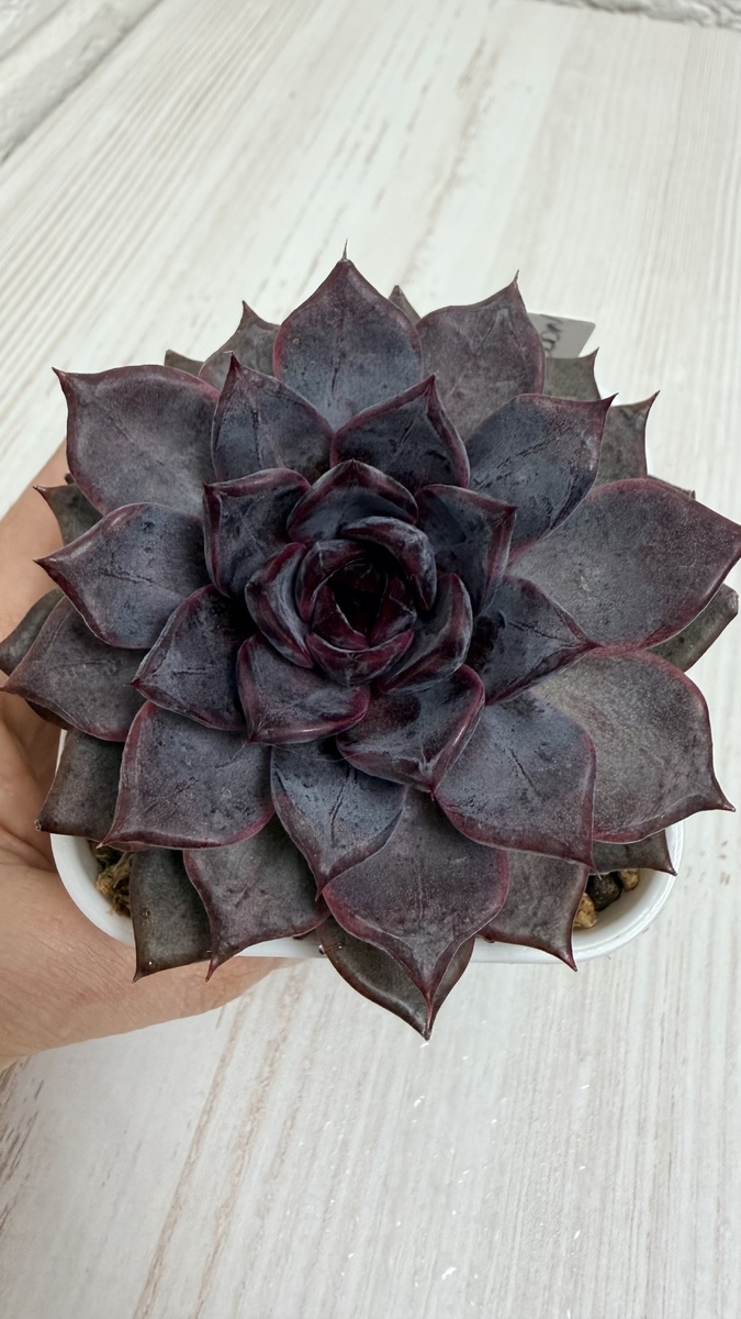 Ехеверия ‘Black Raccoon’ или «Чёрный енот»