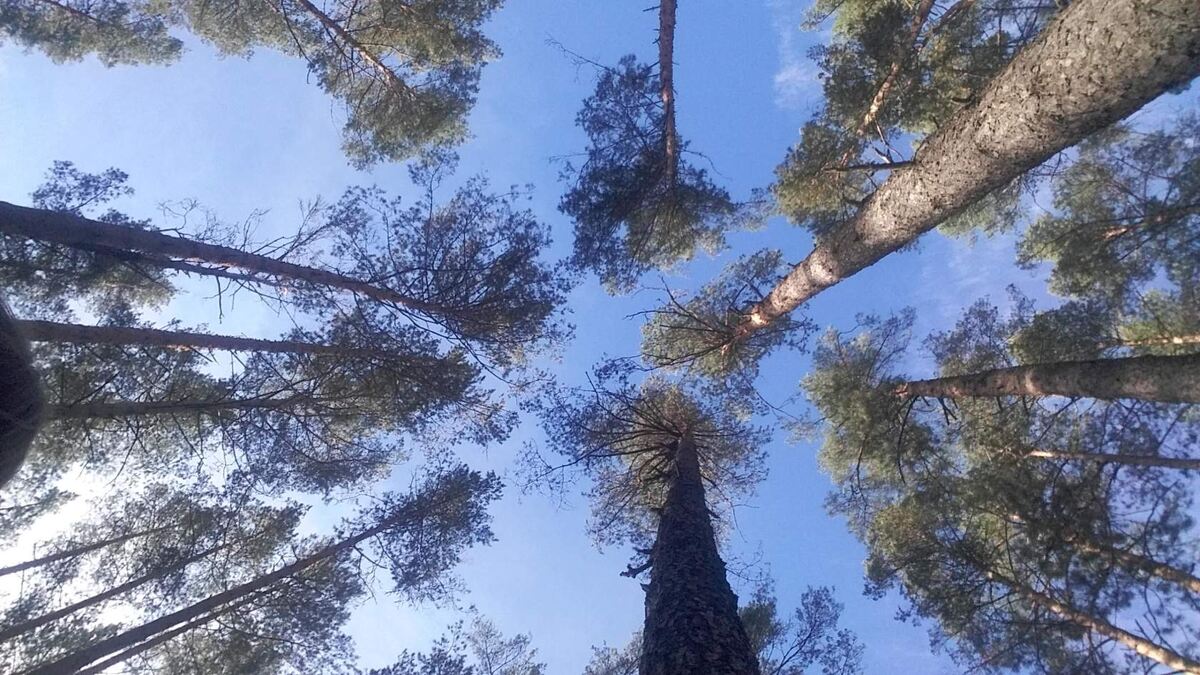 Фото автора канала 