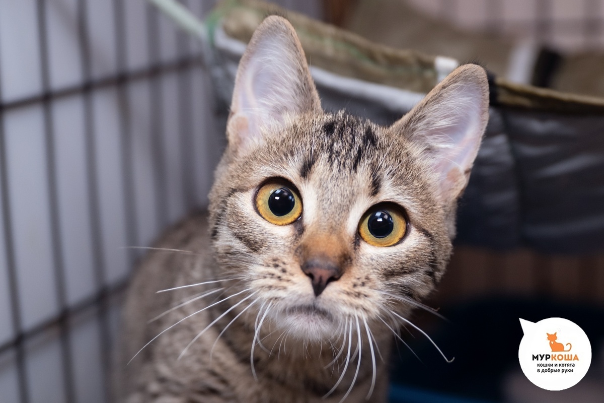 Котёнок-девочка Эйприл, 9 месяцев. 