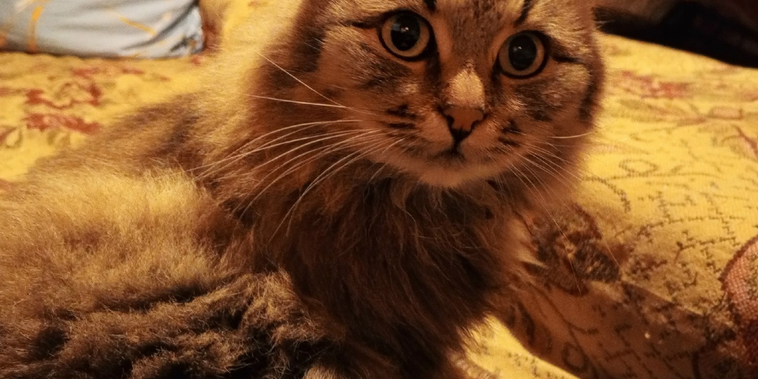 Про то, как кошки себе человека выбирают.