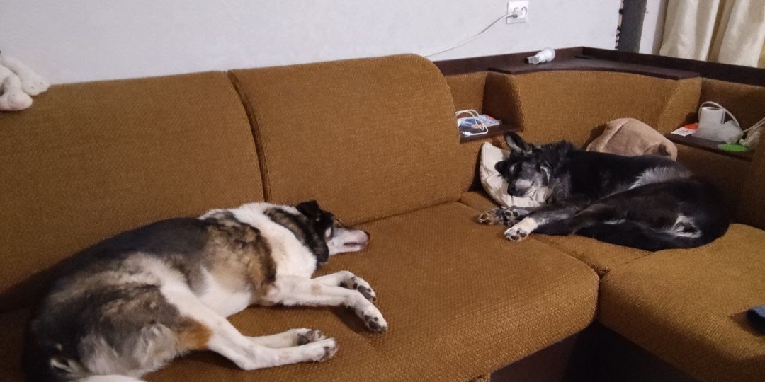 🐾Приветы из дома от собачки Кифы🐶 и кошечки Лины😻 с друзьями🏡