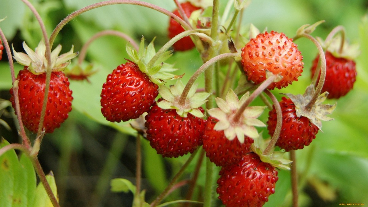 Спасибо, яндекс )