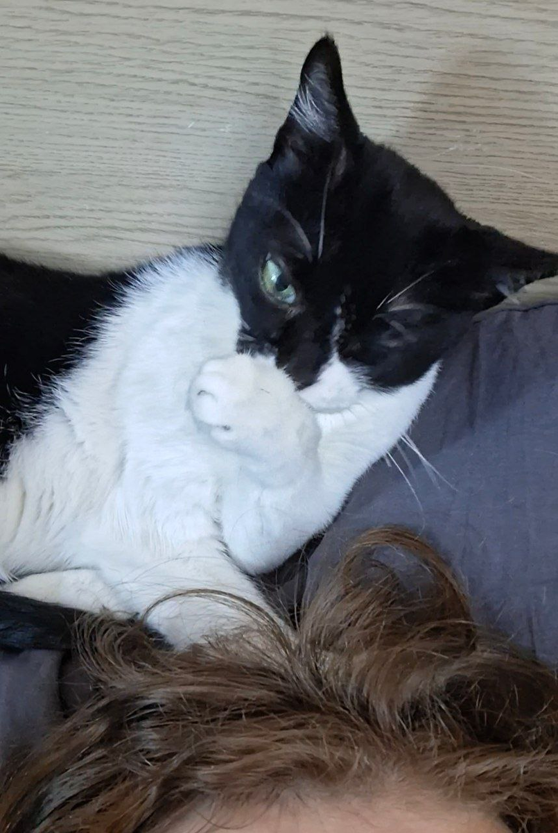 Чтобы к утру снова залезть мне на голову и потребовать внимания и завтрак. https://dzen.ru/woodduck