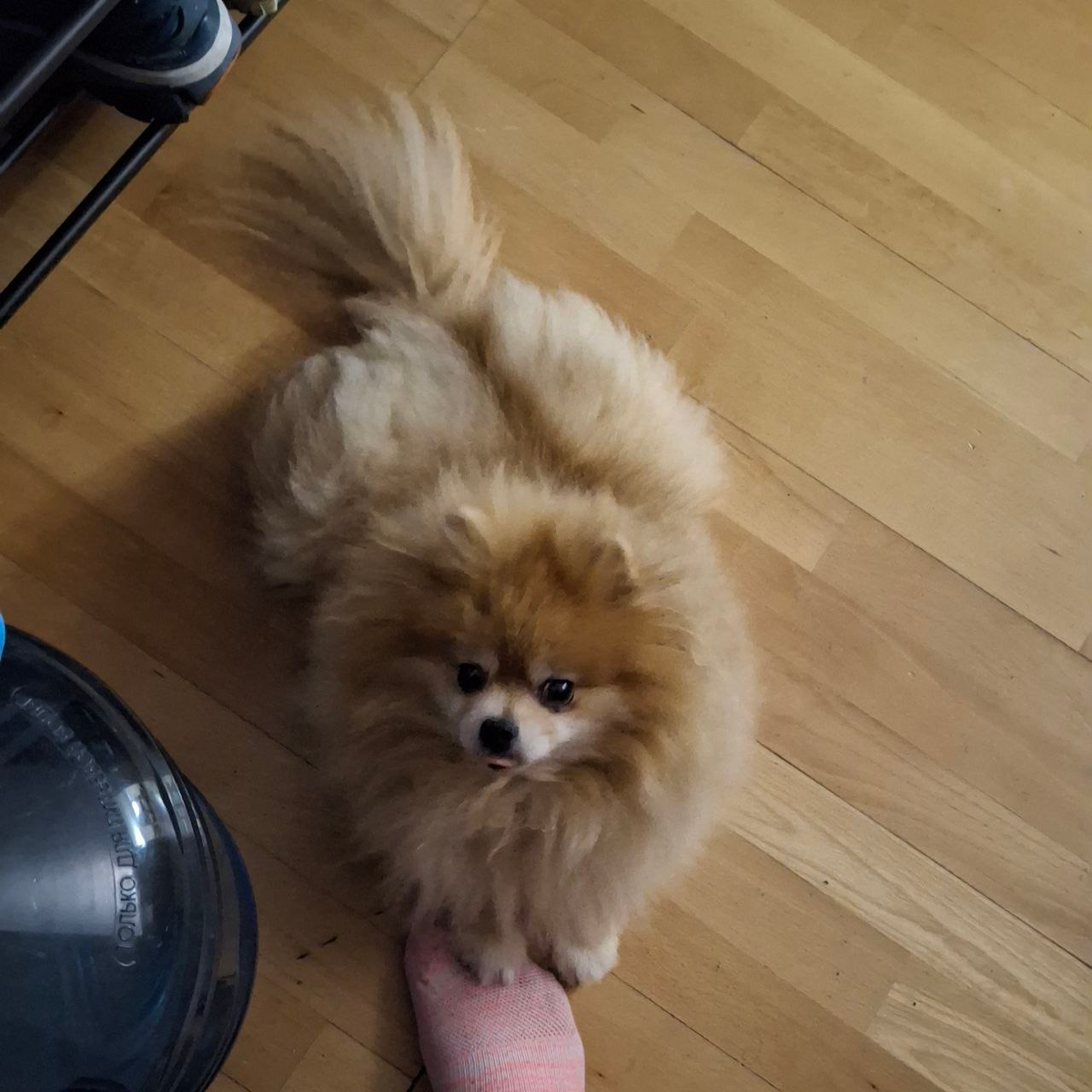 Мика ждёт вкусняшку за поставленный укол обезболивающего. https://dzen.ru/woodduck