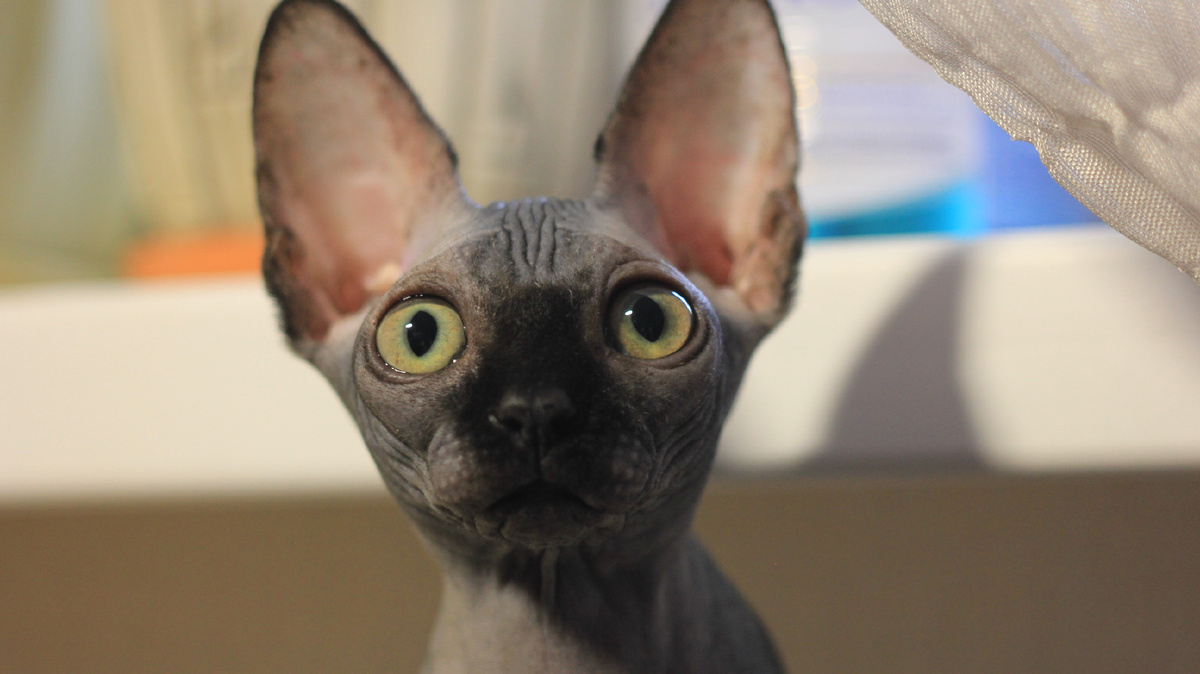 Большие глаза и уши вызывают у человека умиление на подсознательном уровне