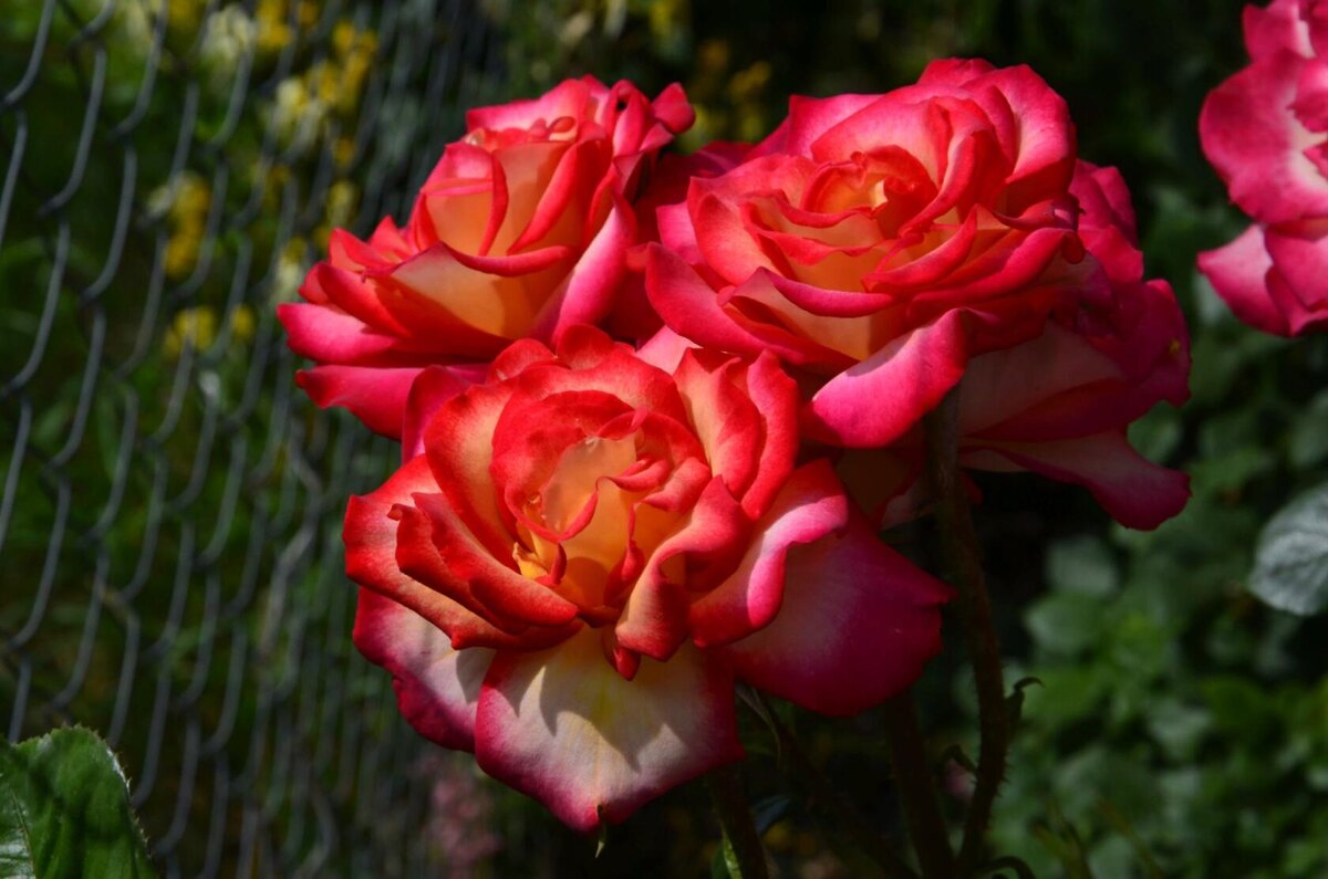 Роза Шейлас Парфюм.