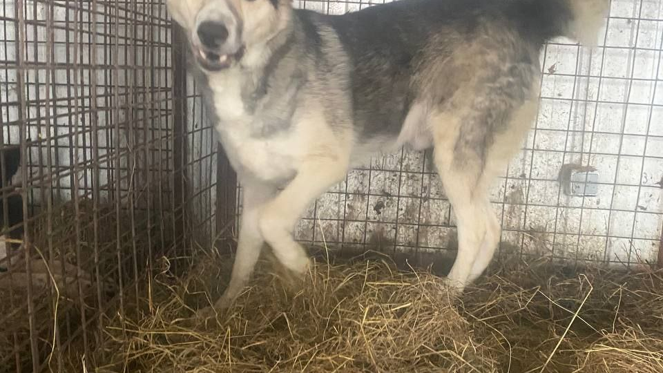 Нам бы ещё месяц продержаться! 🙏 Февраль - это холод и вьюги! Борьба за выживание продолжается...