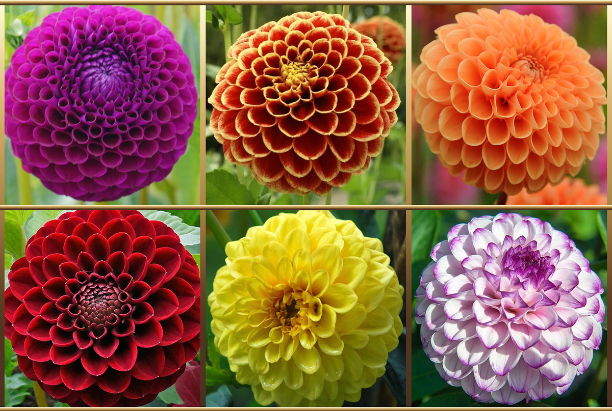 Георгины шаровидные и помпонные