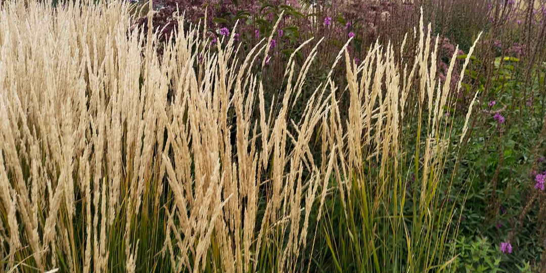 Смотрю на внучек и радуюсь. А раньше, случалось, даже дрались