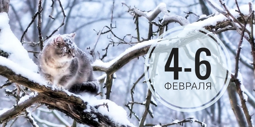 Нумерологический прогноз на 4-6 февраля 2026 года: от тайны к действию