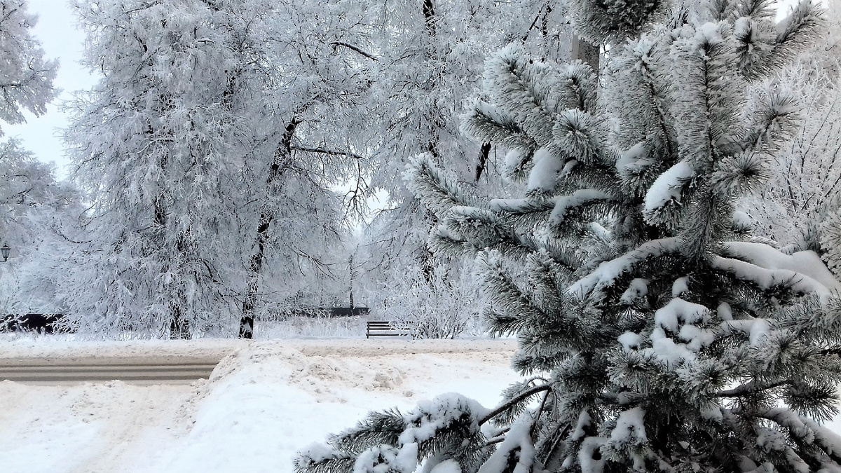 Фото автора. Январь