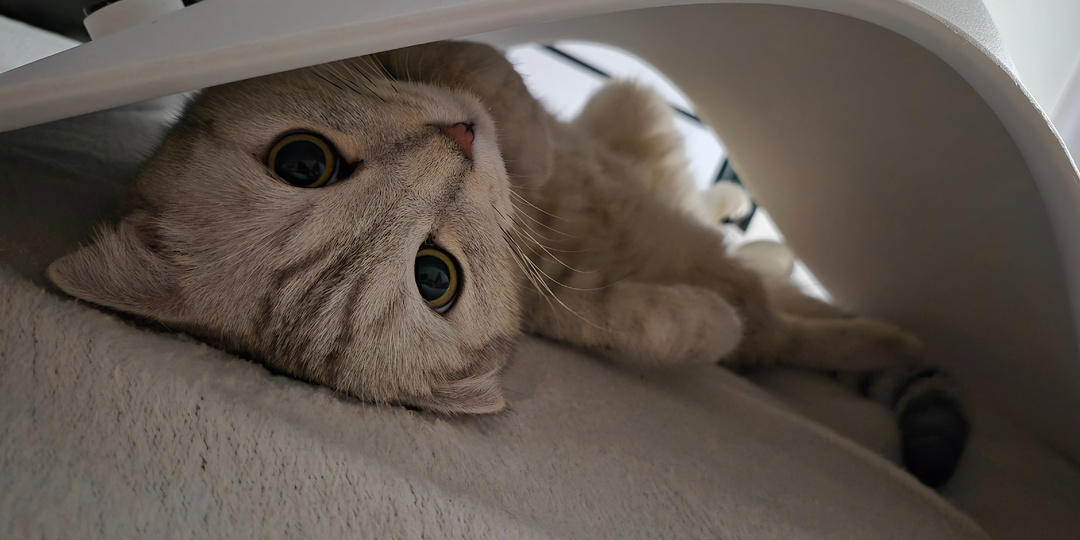 Почему кошки любят прятаться и спать в самых странных местах
