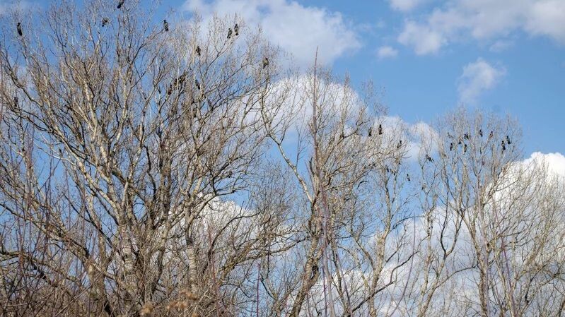    Фото: kmarina/Shutterstock/Fotodom