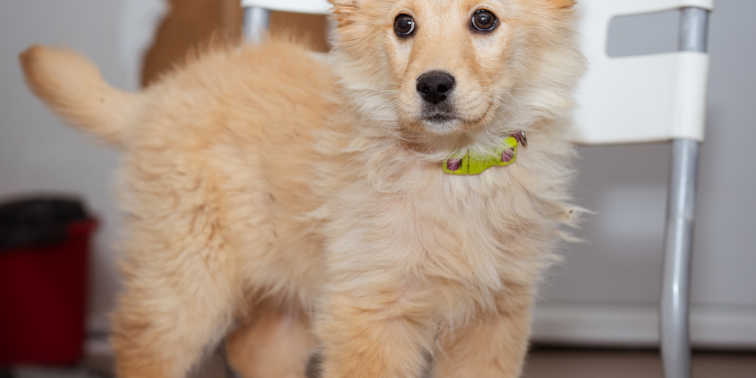 Щенок-девочка ищет дом!